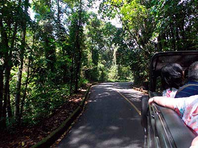 Jeep Tour Floresta da Tijuca (7)