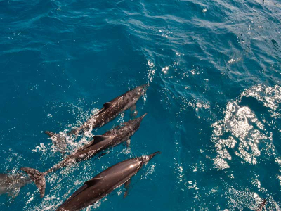 Pacote Para Fernando de Noronha