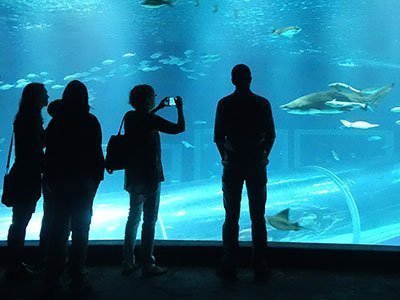 Passeio AquaRio Rio de Janeiro (12)