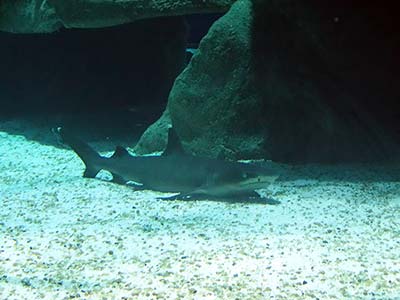 Passeio AquaRio Rio de Janeiro (15)