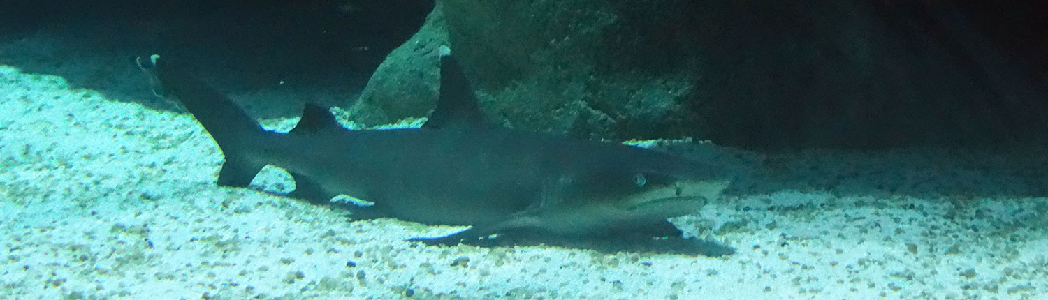 Passeio AquaRio Rio de Janeiro (16)