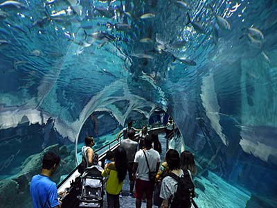 Passeio AquaRio Rio de Janeiro (4)