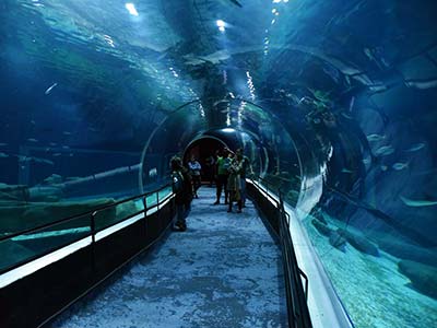 Passeio AquaRio Rio de Janeiro (5)