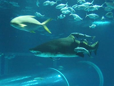 Passeio AquaRio Rio de Janeiro (9)
