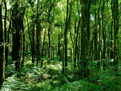 Trilha Floresta da Tijuca