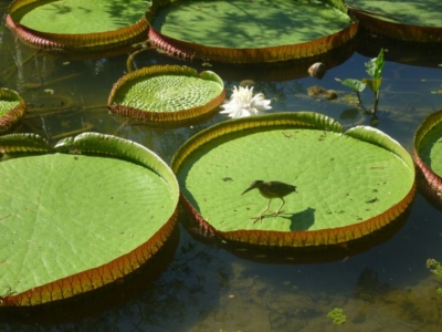 PACKAGE AMAZON RAINFOREST SUSTAINABLE EXPERIENCE