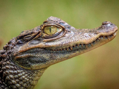 PACOTE PARA AMAZÔNIA