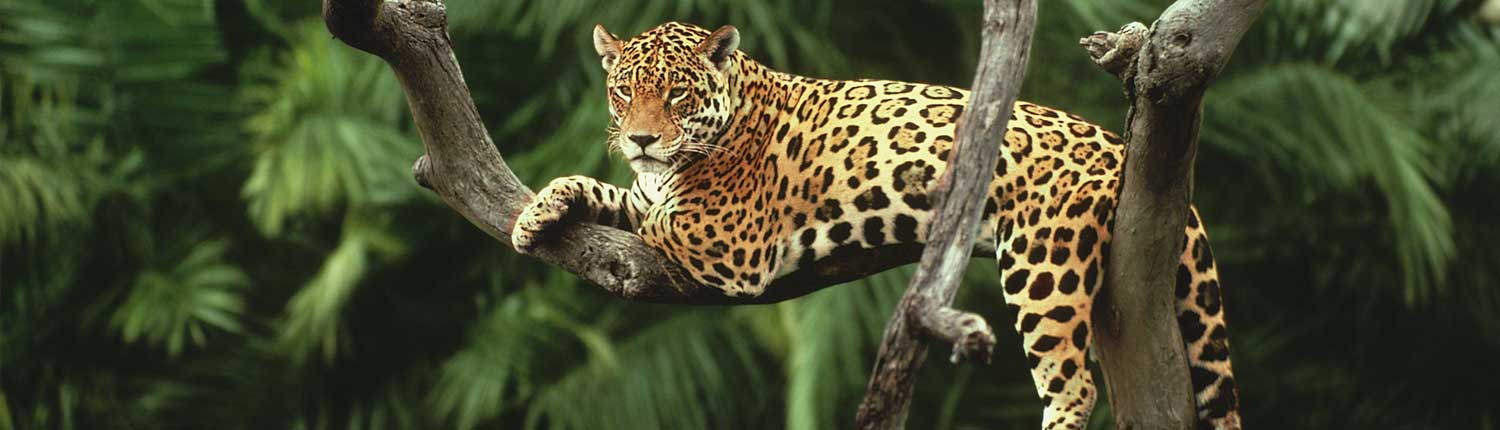 Selva de Brasil wide 1