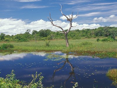 Pantanal 1