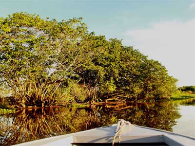 Vida Salvaje de Pantanal 05