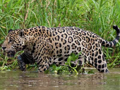 Pantanal Wildlife Tour 5