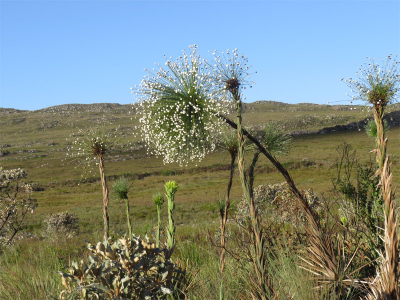 trekking-serra-da-canastra
