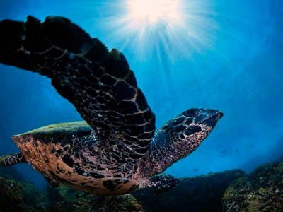 Viagem para Buzios Fauna