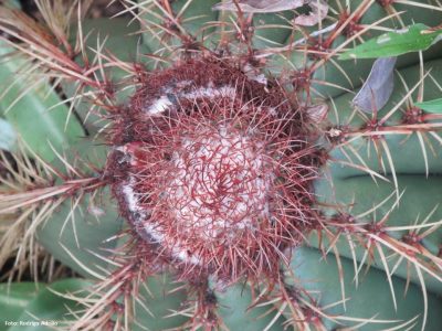 Caatinga